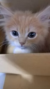 くまこ 様のお迎えした子猫