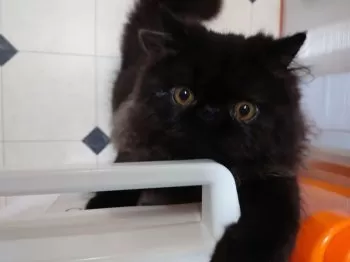 Gabriel 様のお迎えした子猫