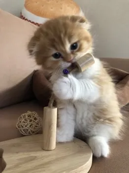 ぷーちー 様のお迎えした子猫