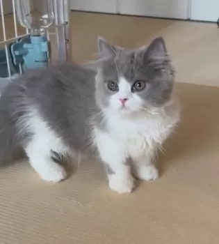 もかたんまま 様のお迎えした子猫