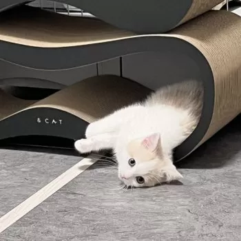 USAN 様のお迎えした子猫