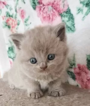 たかこ 様のお迎えした子猫