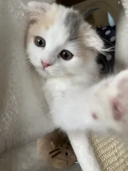 sora 様のお迎えした子猫