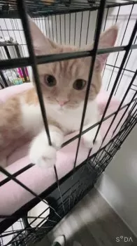 ヤマト 様のお迎えした子猫