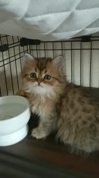 H.T 様のお迎えした子猫