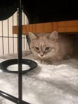 Y.N 様のお迎えした子猫