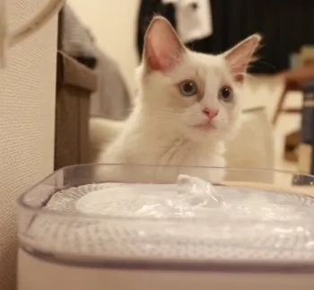 mia ママ 様のお迎えした子猫