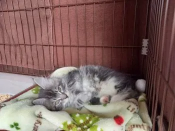 U 様のお迎えした子猫