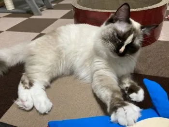 ショウ2 様のお迎えした子猫