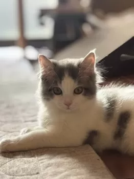 ヒロコ 様のお迎えした子猫