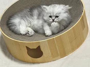 M.N 様のお迎えした子猫