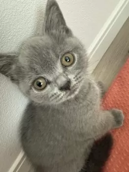 桂小五郎 様のお迎えした子猫