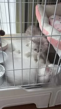 R 様のお迎えした子猫