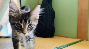 ナミ 様のお迎えした子猫