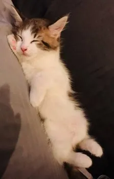 シュウ 様のお迎えした子猫