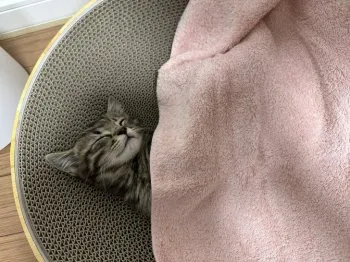 M.M 様のお迎えした子猫