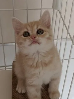 たかこ 様のお迎えした子猫