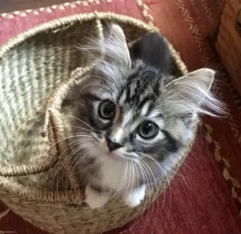 キャビア17 様のお迎えした子猫