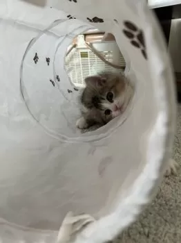 M.Y 様のお迎えした子猫