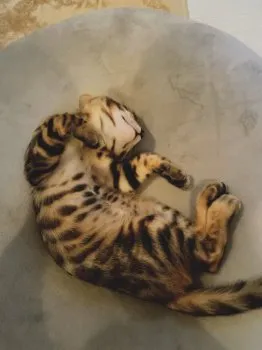 ちゃむ 様のお迎えした子猫