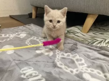 デルピエロ 様のお迎えした子猫