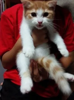 reo 様のお迎えした子猫