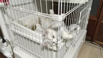 かなしみ 様のお迎えした子猫