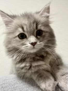 N.O 様のお迎えした子猫