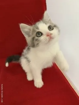 あかね 様のお迎えした子猫