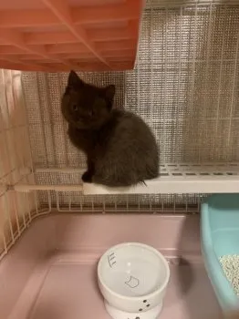 K.F 様のお迎えした子猫
