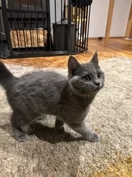 M.Y 様のお迎えした子猫