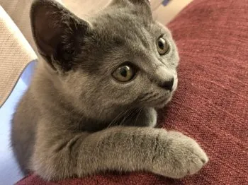 suu 様のお迎えした子猫