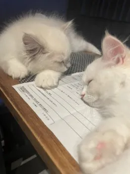 R 様のお迎えした子猫