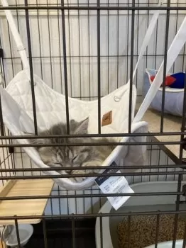 M.Y 様のお迎えした子猫