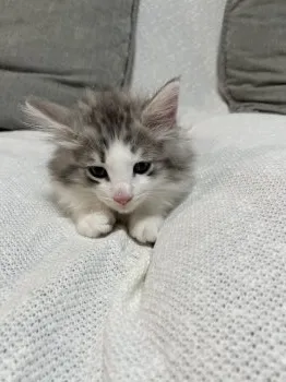 スズキ 様のお迎えした子猫