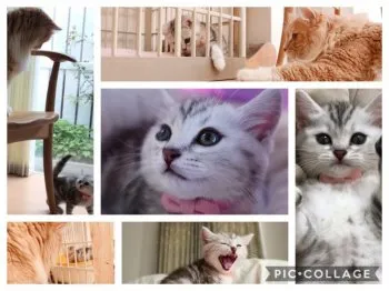 初めての多頭飼い 様のお迎えした子猫