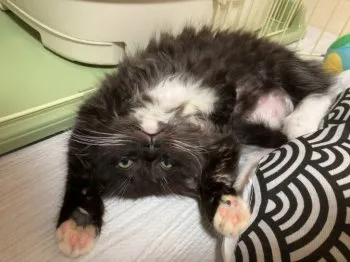 A.K 様のお迎えした子猫