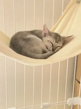 ミイ 様のお迎えした子猫