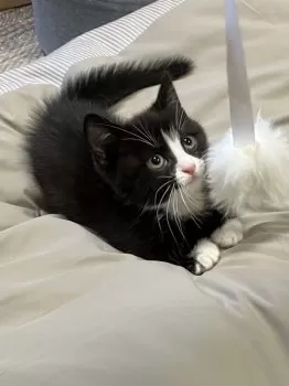 M.O 様のお迎えした子猫