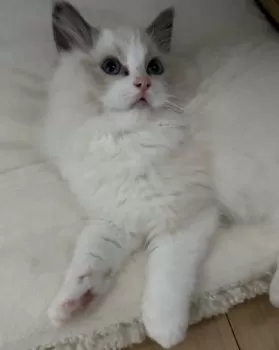 おでん 様のお迎えした子猫