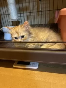 はむにゃん 様のお迎えした子猫