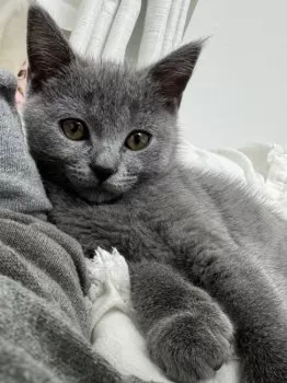 わきゃりん 様のお迎えした子猫