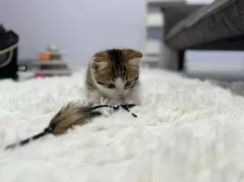 M.M 様のお迎えした子猫