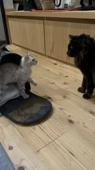 Y.U 様のお迎えした子猫