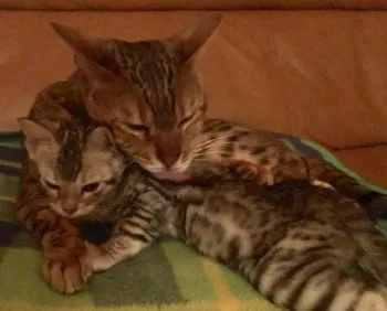 ロイモネ 様のお迎えした子猫