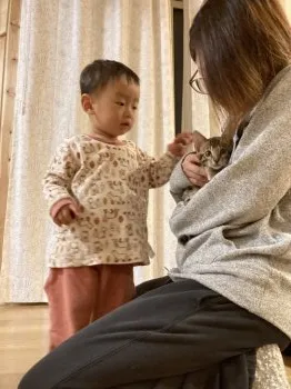 ちゃんちゃんこ 様のお迎えした子猫