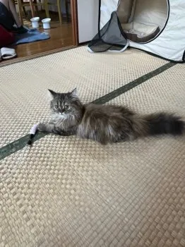桂小太郎 様のお迎えした子猫