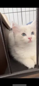 N.T 様のお迎えした子猫