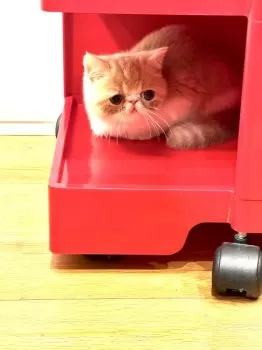 S.O 様のお迎えした子猫