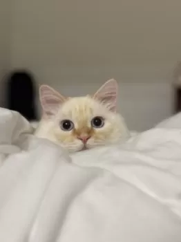 まおたろう 様のお迎えした子猫